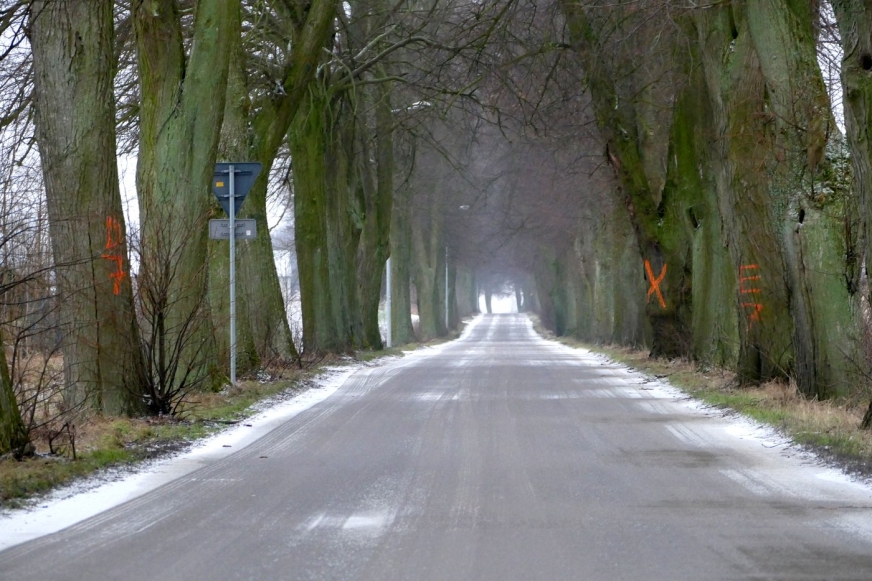 Droga powiatowa na odcinku pomiędzy Lasecznem a Gulbiem. M.in. tutaj będzie realizowana wycinka.