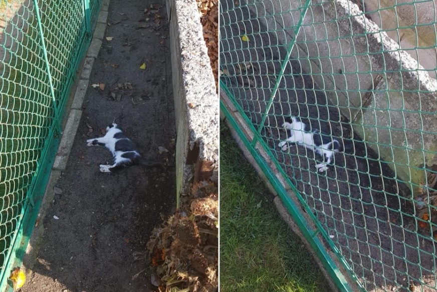 Ostatnio na działkach na ul. Dąbrowskiego w Iławie masowo wręcz umierają koty wolnożyjące - alarmuje stowarzyszenie prowadzące w Iławie schronisko dla bezdomnych zwierząt.