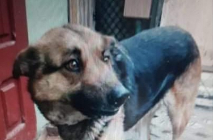 To pies, którego znaleziono martwego na działkach w Iławie.