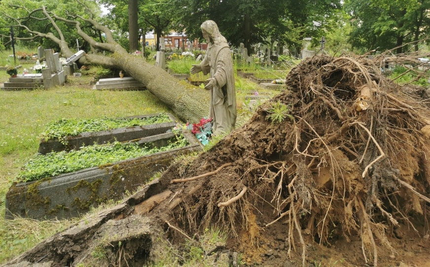 Powalone drzewo na cmentarzu przy ulicy Wyszyńskiego w Iławie.