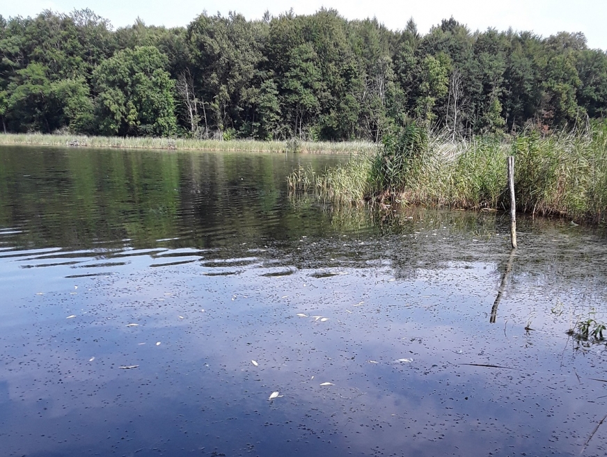 Śnięte ryby w jeziorze Ząbrowskim.