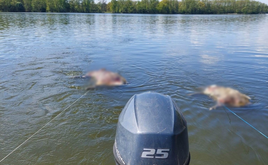 Dwa martwe dziki ujawniono w Jezioraku niedaleko Gubławek (gmina Zalewo).
