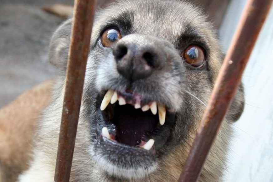 W Suszu puszczony luzem pies ugryzł innego, prowadzonego na smyczy, czworonoga.