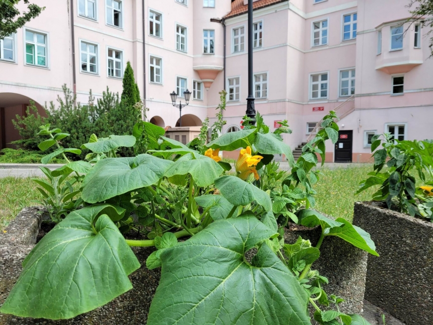 Ziołowo-warzywne nowości pojawiły się tego lata na wybranych miejskich rabatach w Iławie.