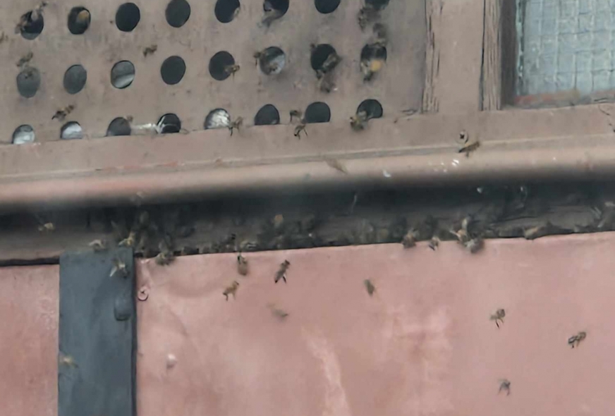 Mieszkańcy zaniepokojeni rojem pszczół, które zasiedliły jeden z garaży na ul. Kościuszki w Iławie.