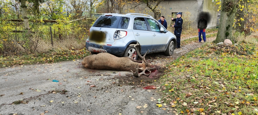 Ten kierowca miał prawdziwego pecha - na jezdnię wtargnęły mu dwa jelenie!