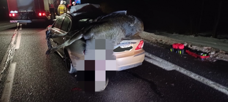 Uszkodzenia samochodu mogą świadczyć o tym, że zwierzę w ostatniej chwili przed zderzeniem próbowało przeskoczyć pojazd.