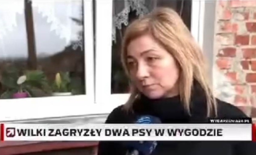 Pani Bożena, mieszkanka Wygody. Na antenie telewizji Polsat opowiedziała o dramatycznym ataku wilków na psy, co miało miejsce na jej oczach.