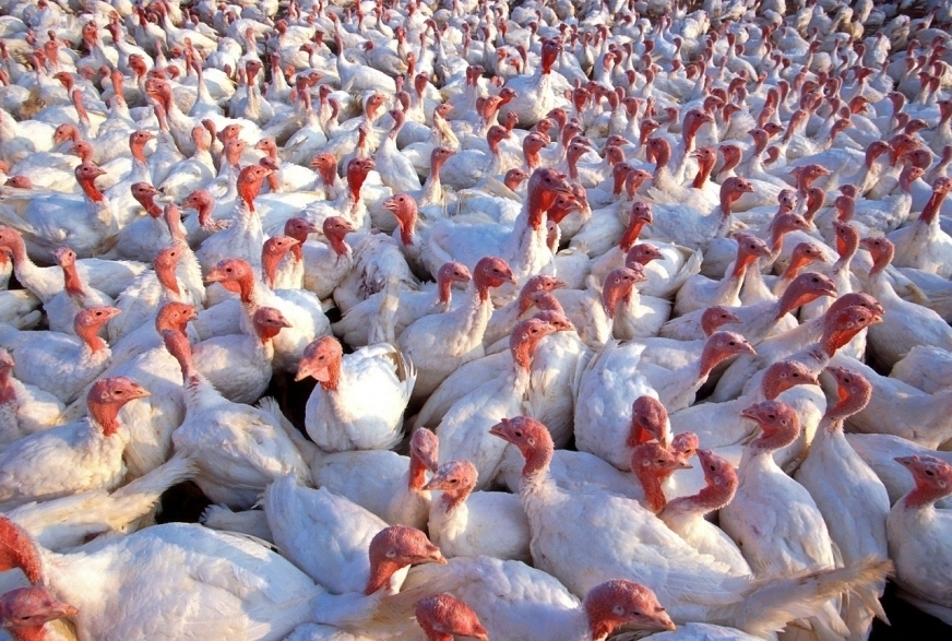 Wirusa H5N1 potwierdzono w hodowli w Dziarnach 8 lutego. Mowa o gospodarstwie komercyjnym, w którym utrzymywano dokładnie 10 050 sztuk indyka rzeźnego. 
