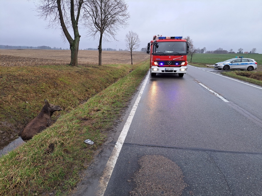 Kolizja z łosiem na trasie wojewódzkiej pomiędzy Suszem a Kwidzynem.