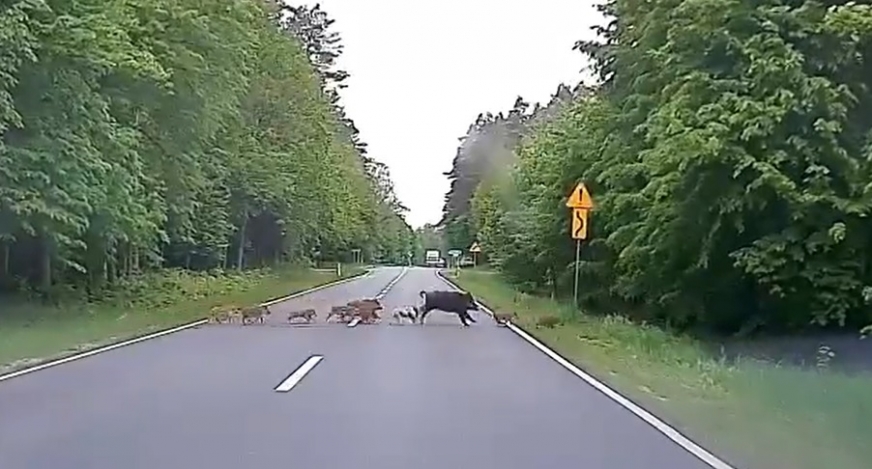 Kadr z nagrania.