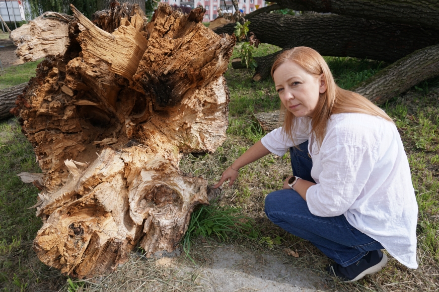 Poprosiliśmy arborystkę Agnieszkę Drapiewską o ocenę stanu dębu
