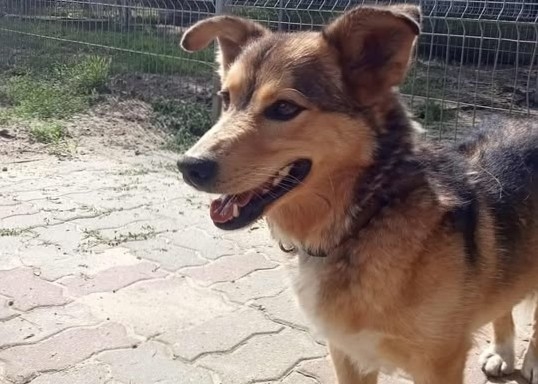 A teraz wyobraźcie sobie, że wszystkie bezdomne zwierzęta znajdują kochające domy... Byłoby pięknie, prawda?