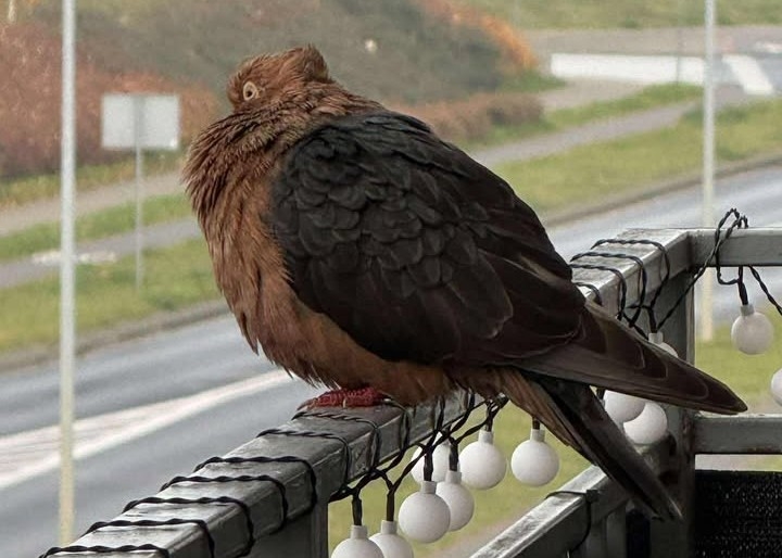 Gil miedziany czarnoskrzydły, gołąb rasowy pochodzący przypuszczalnie z Dalmacji – tutaj na jednym z balkonów osiedla Piastowskiego w Iławie.