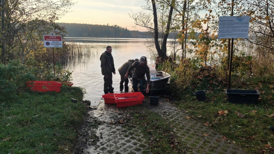 Wędkarze z Koła nr 35 PZW w Nowym Mieście Lubawskim w trakcie wtorkowego zarybiania jez. Wielkie Partęczyny