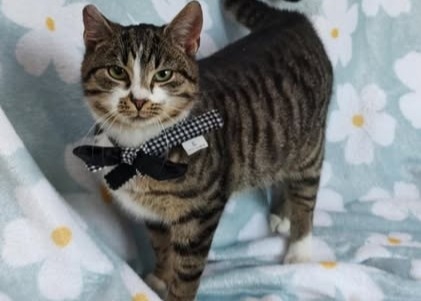 Te puchate pyszczki czekają na Ciebie! Adoptuj kota ze schroniska.