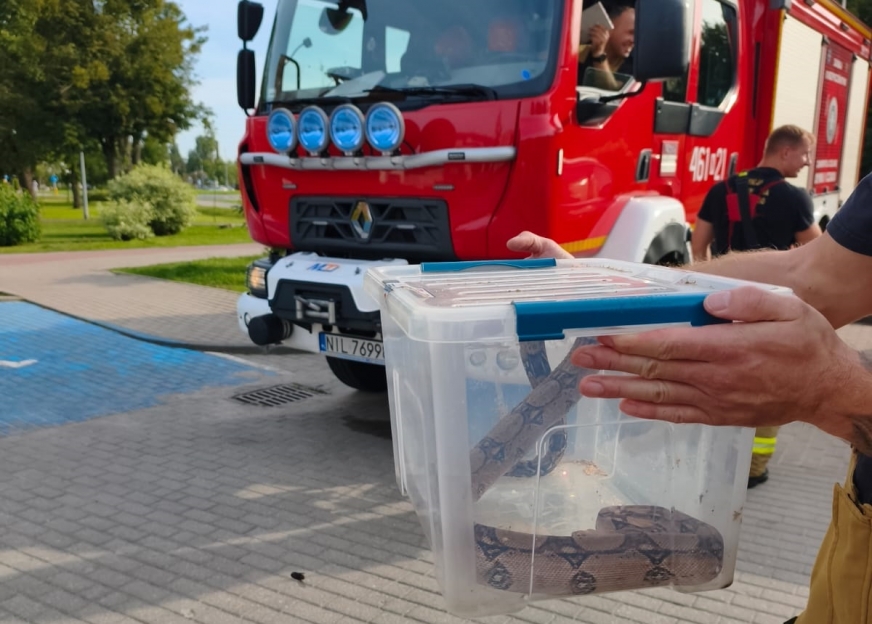 Wszystko wskazuje na to, że egzotyczny wąż schwytany w Iławie to boa dusiciel. Teraz nowego domu szuka dla niego Miejskie Centrum Zarządzania Kryzysowego.