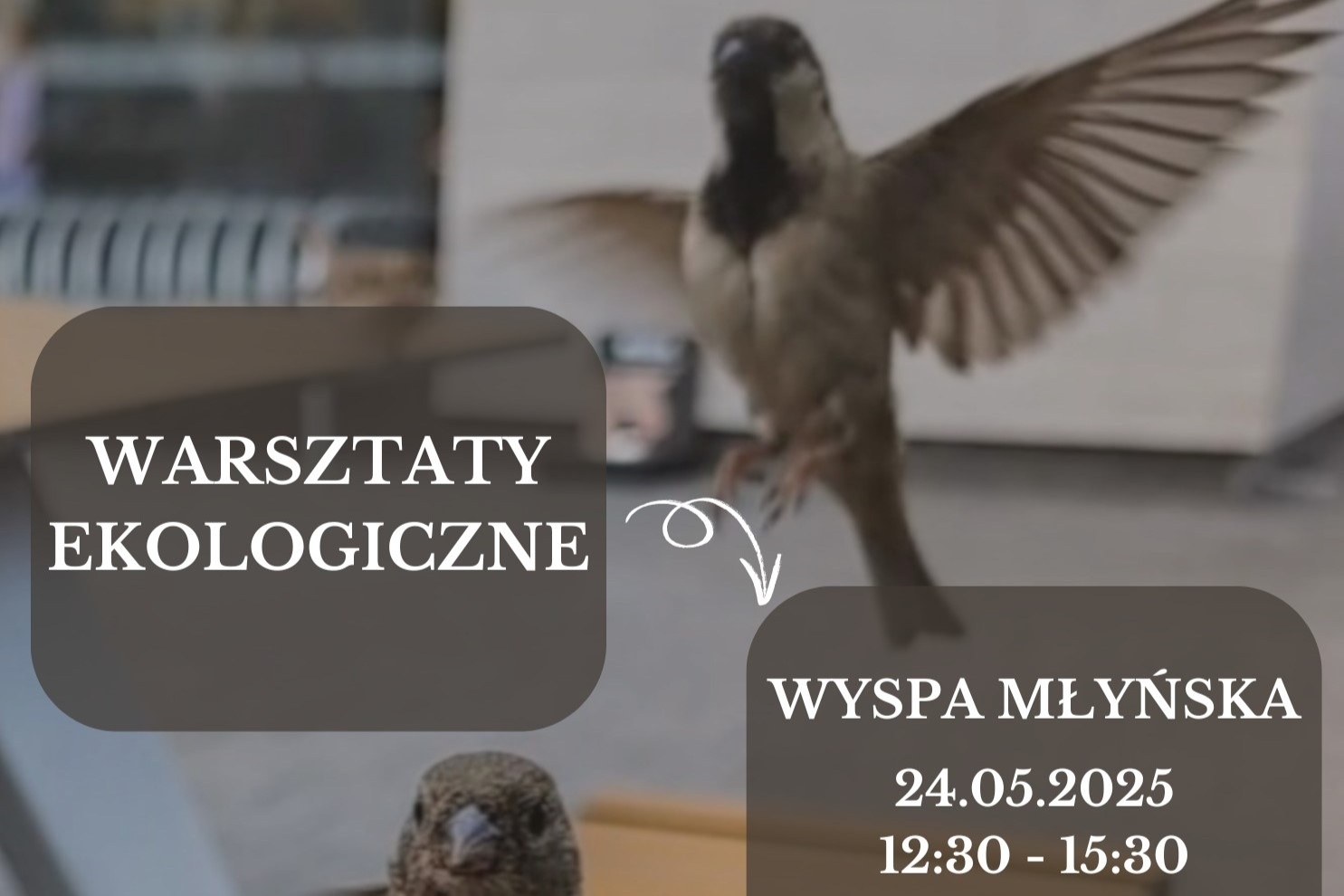 Ekologiczne warsztaty na Wyspie Młyńskiej