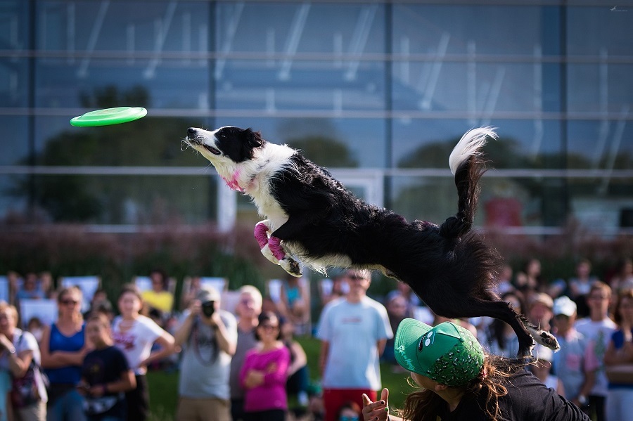 Zawody dogfrisbee.